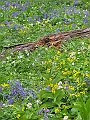 IMG_2464